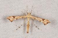 Platyptilia nemoralis
