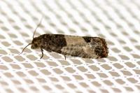 Spilonota ocellana