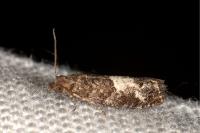 Spilonota laricana