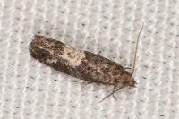 Spilonota laricana