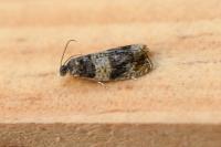 Celypha aurofasciana