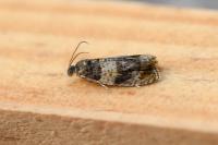 Celypha aurofasciana