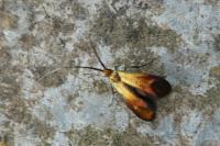 Nemophora cupriacella
