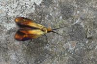 Nemophora cupriacella