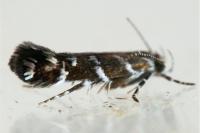 Vulcaniella