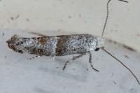 Cedestis subfasciella