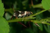 Lampronia capitella