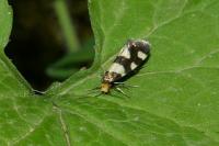 Lampronia rupella