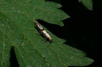 Argyresthia