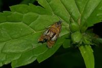 Olethreutes