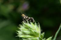Micropterix aruncella
