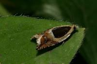 Ancylis badiana