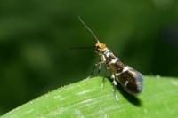 Micropterix aruncella