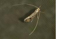 Nematopogon