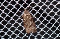 Cnephasia