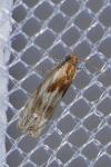 Eucosma gr. cana