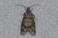 Rhyacionia maritimana