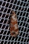 Rhyacionia maritimana