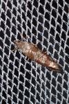 Rhyacionia maritimana