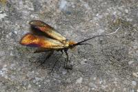 Nemophora cupriacella