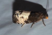 Notocelia cynosbatella