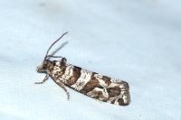 Lobesia quaggana