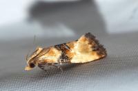 Eupoecilia angustana