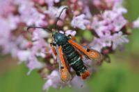 Pyropteron chrysidiforme