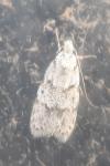 Symmoca signatella