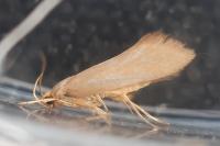 Crassa tinctella