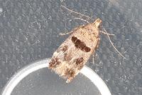 Mirificarma maculatella