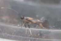 Euspilapteryx auroguttella