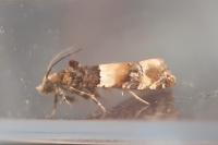 Lobesia bicinctana