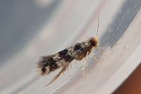 Novotinea albarracinella