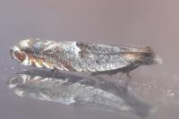 Ancylis sparulana