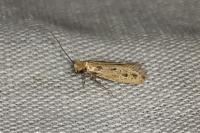 Anomalotinea liguriella