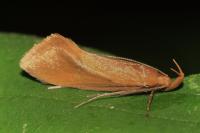 Crassa tinctella