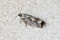 Zeiraphera isertana