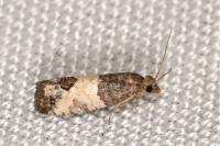 Spilonota ocellana