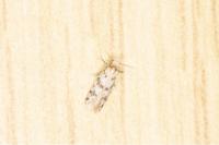 Eumasia parietariella