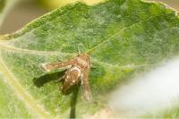 Microsphecia tineiformis