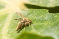 Microsphecia tineiformis