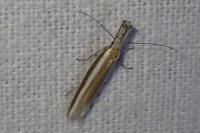 Pleurota aristella