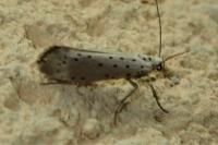 Yponomeuta