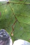 Stigmella aceris