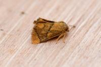 Apoda limacodes