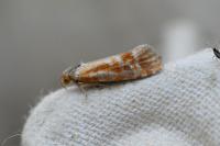Rhyacionia buoliana