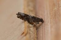 Ancylis achatana