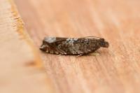 Ancylis achatana