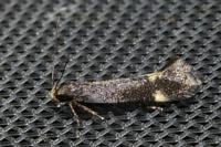 Stomopteryx flavipalpella